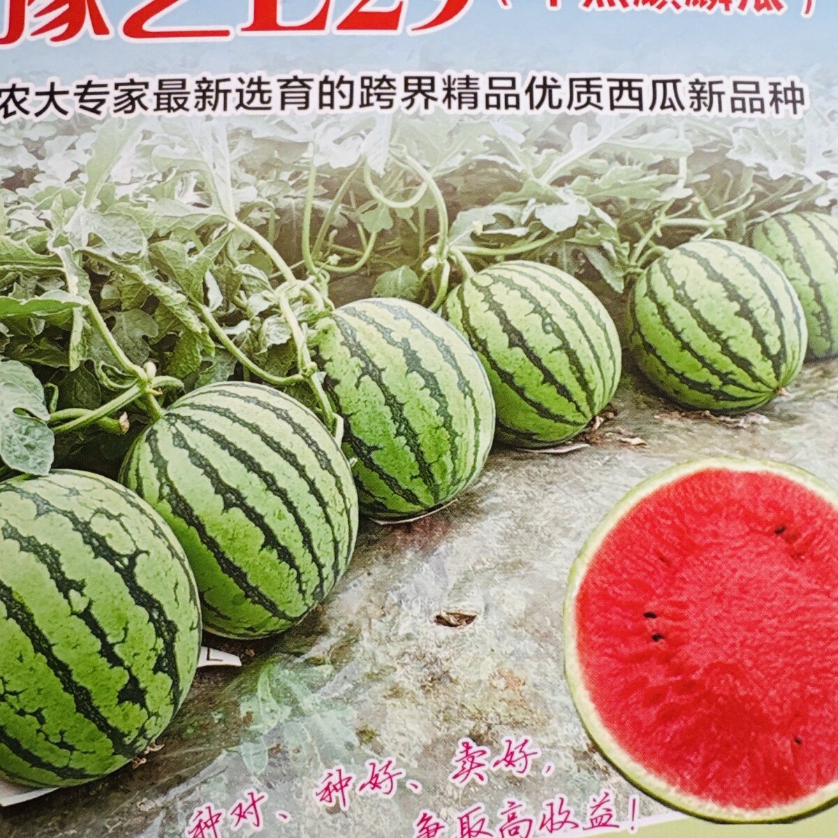 豫艺L29麒麟西瓜种子 早熟特甜8424香味高产西瓜种子 耐低温弱光