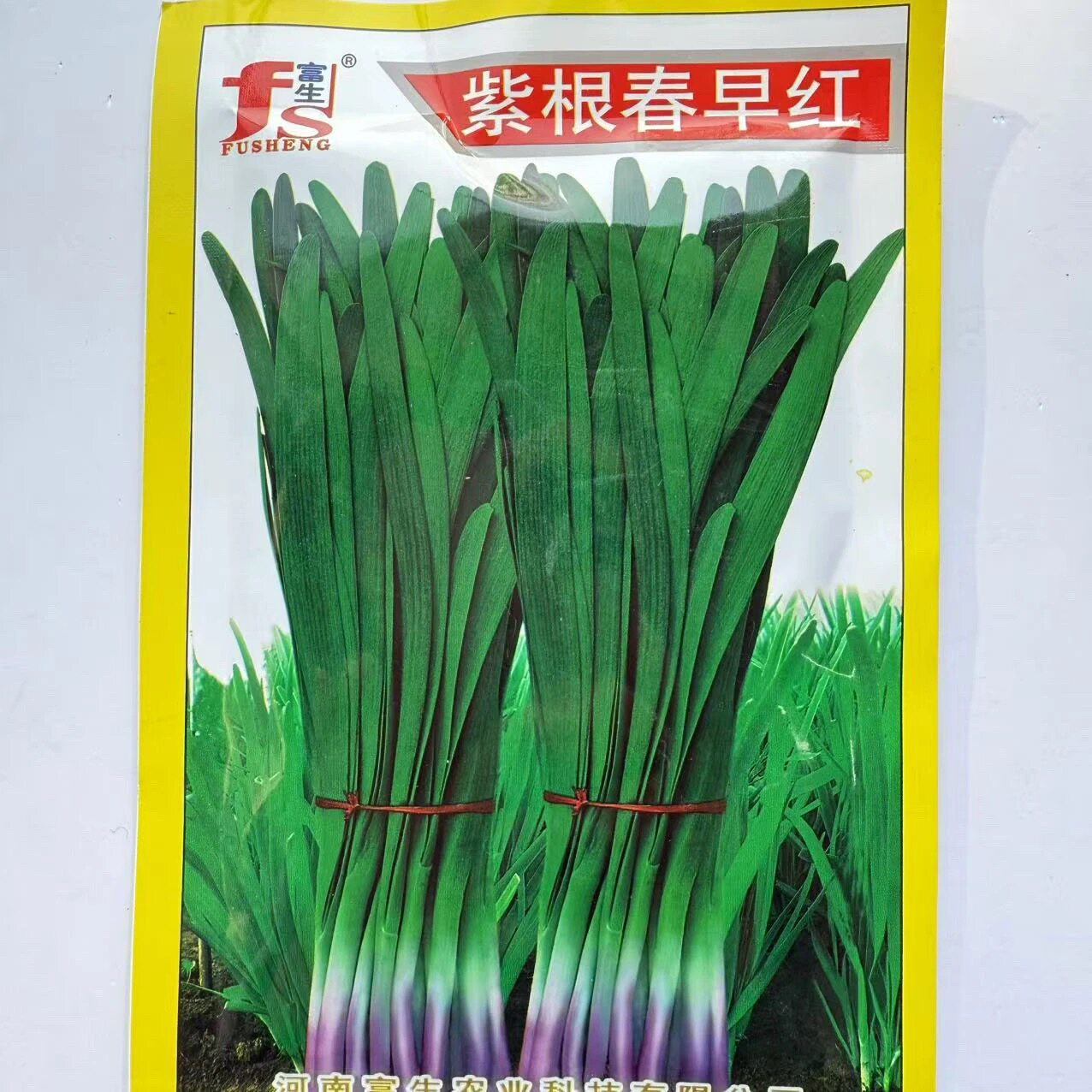 富生红根韭菜种子四季高产韭菜籽庭院阳台盆栽耐寒大叶蔬菜种子