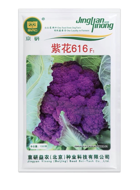 紫花616 罗马紫色花椰菜种子 盆栽蔬菜种子西兰花春秋播种子