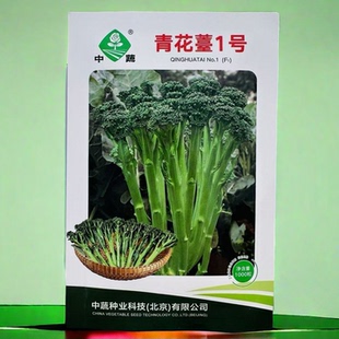 青花薹1号西兰苔种子春秋西兰薹种子西洋芥兰种子花椰菜口感脆甜