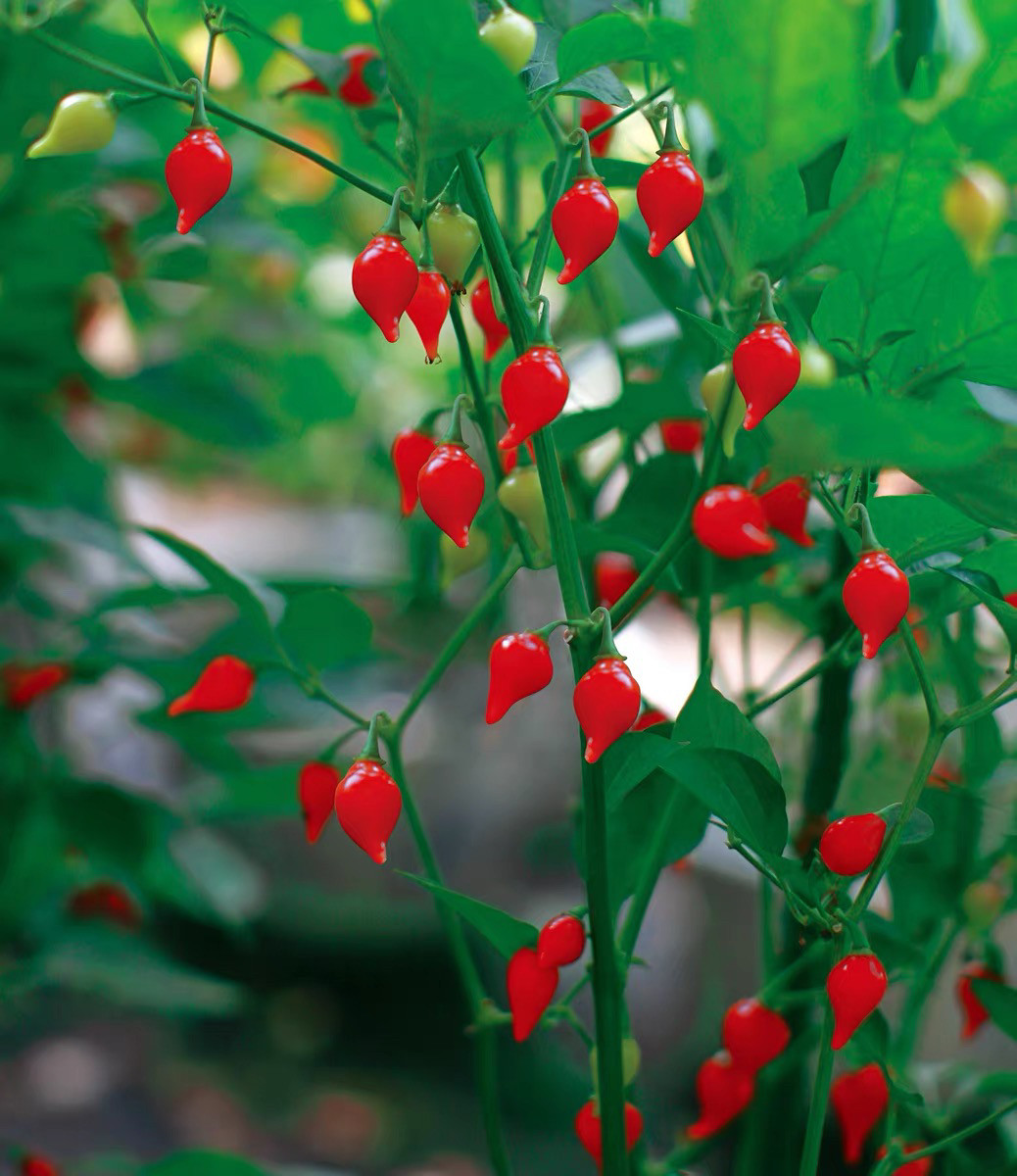 水果灯笼椒辣农科院椒种子观赏食用不辣春秋盆栽园艺蔬菜种子20粒