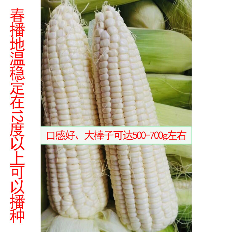 春雪万香粘黏玉米种子 早熟鲜食白甜水果玉米大籽 比糯2000棒大