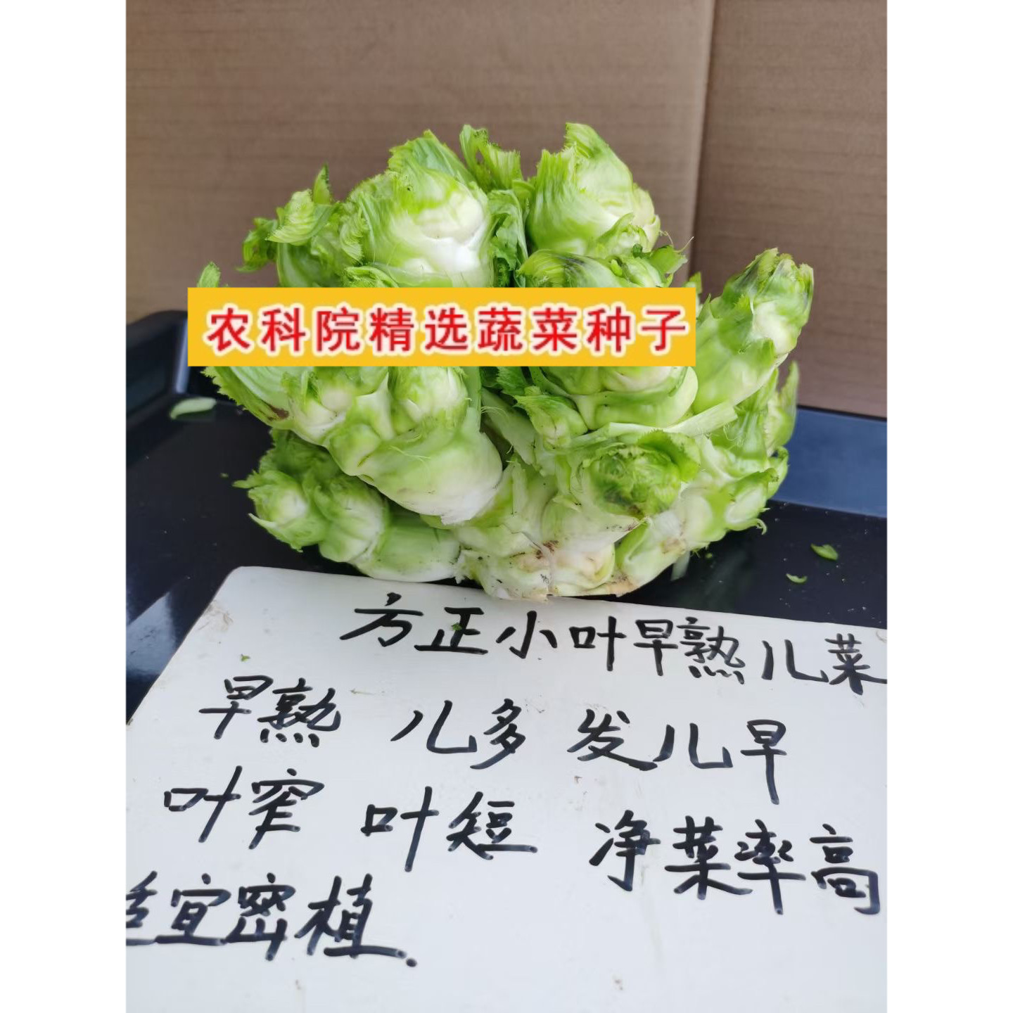 方正小叶娃娃菜种子秋季秋播微甜儿多小芯子四川青秀大肉儿菜种子