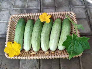 北京农科院种子10g 好吃蔬果 中农脆绿1号 早熟丰产抗病黄瓜种子