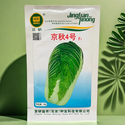 京秋4号大白菜种子 中熟秋播蔬菜种孑冬储耐储运菜种籽京研20g