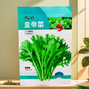 皇帝花叶茼蒿种子三叉味浓茼蒿种四季播耐寒农家蔬菜皇帝菜