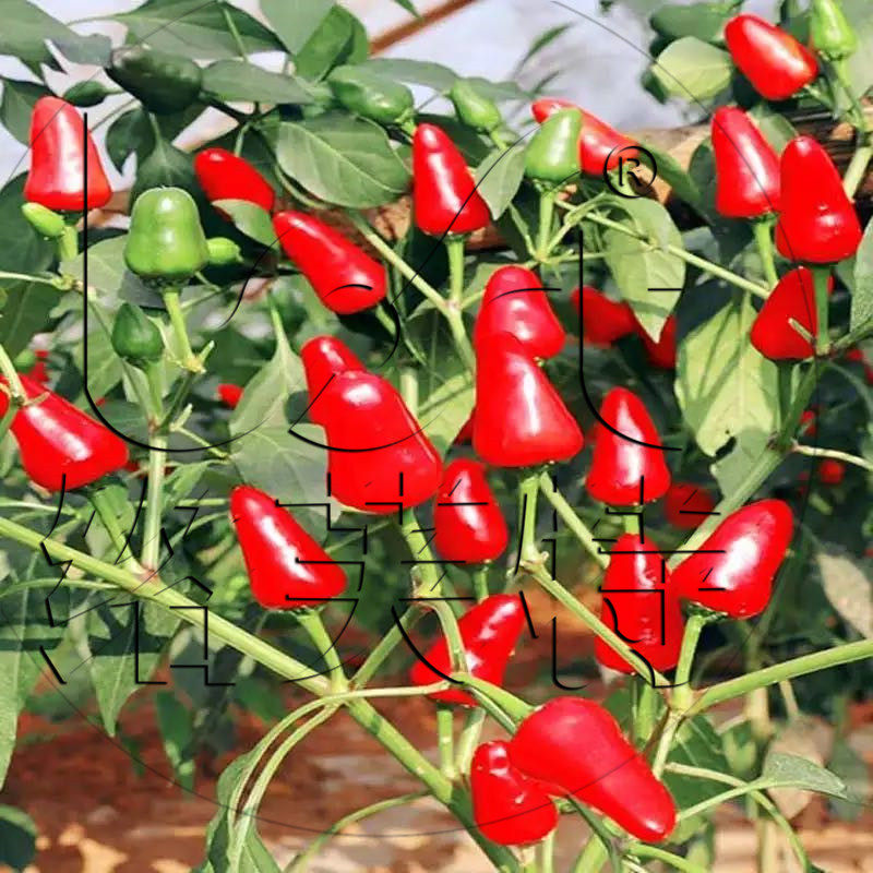 满天红大果草莓椒云贵川高产抗病大田用种盆栽观赏超天椒辣椒种子