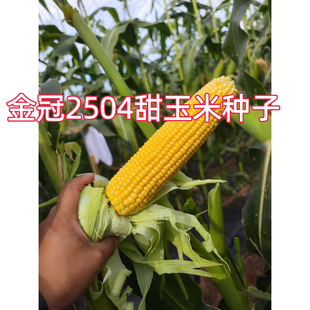 金冠2054大穗高产水果玉米种子超甜纯黄甜玉米种子皮薄不秃尖100g