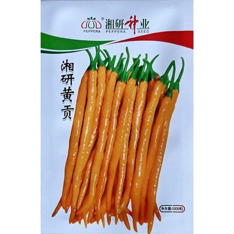 湘研黄贡辣椒种子 黄色线椒种子皮薄果实顺直光亮香辣味浓1000粒