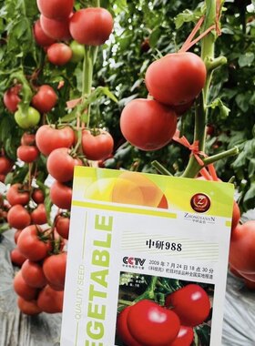 中研988番茄种子春秋高产大粉红果西红柿种子苹果型番茄种5g