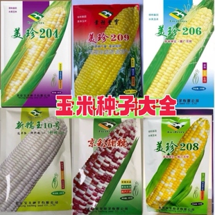 北京农科院玉米种子大全白甜糯鲜食水果玉米高产大田玉米种籽孑