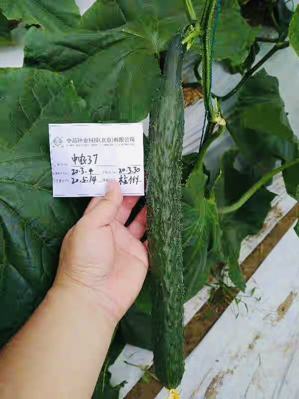 中农37抗病品种农科院黄瓜种子青瓜密刺高产蔬菜中国北京中蔬10g