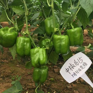 农科院1615甜椒种子 大果肉厚灯笼椒柿子椒种子北京中蔬5g