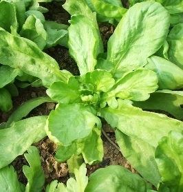 茼蒿菜 阳台盆菜叶菜秋冬易种保健蔬菜火锅菜大叶茼蒿四季蔬菜10g
