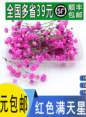 新鲜红色满天星摆盘日料装饰点缀
