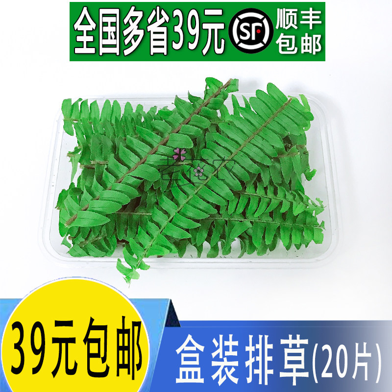 新鲜 海草 排草 蕨类草  20支 酒店饭店西餐摆菜盘装饰花草