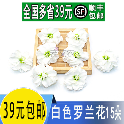 新鲜白色罗兰花紫罗兰白花日料