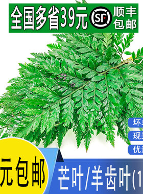 新鲜杨子叶羊齿叶装饰花草点缀