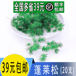 松针 约20支 新鲜 松树针叶 饰 蓬莱松 酒店饭店西餐摆盘装