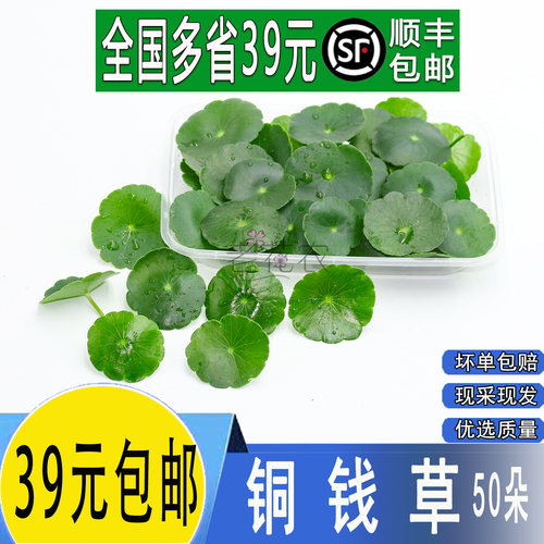 新鲜铜钱草金钱草点缀花草