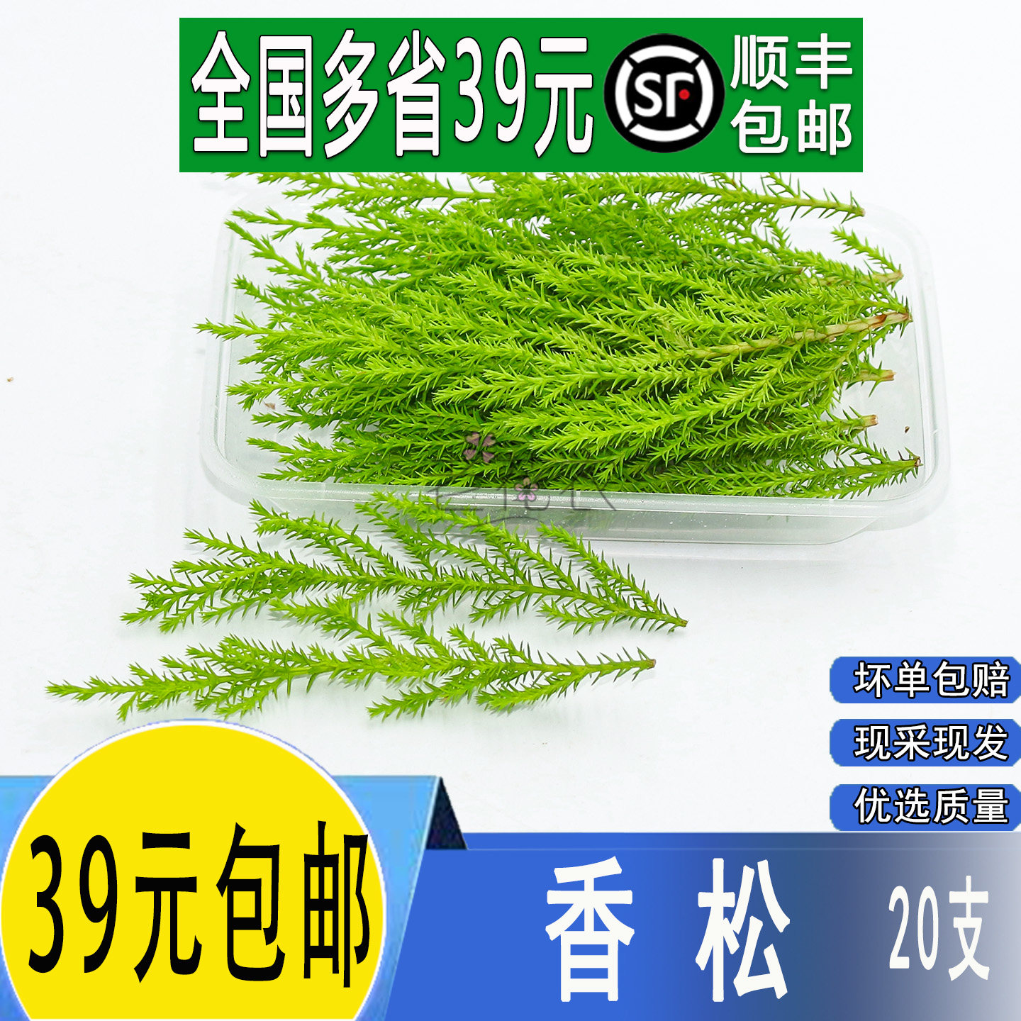 新鲜香松 金冠柏 黄松 酒店料理饭店花草摆盘冷艺点缀装饰约20支