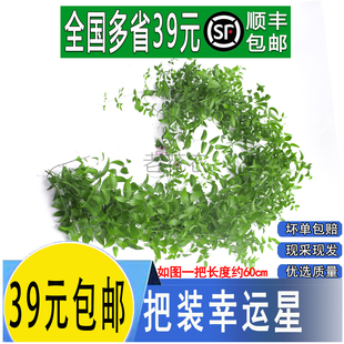 新鲜 幸运星 幸运草 阔叶舞竹 一把摆盘酒店饭店西餐摆菜盘装饰