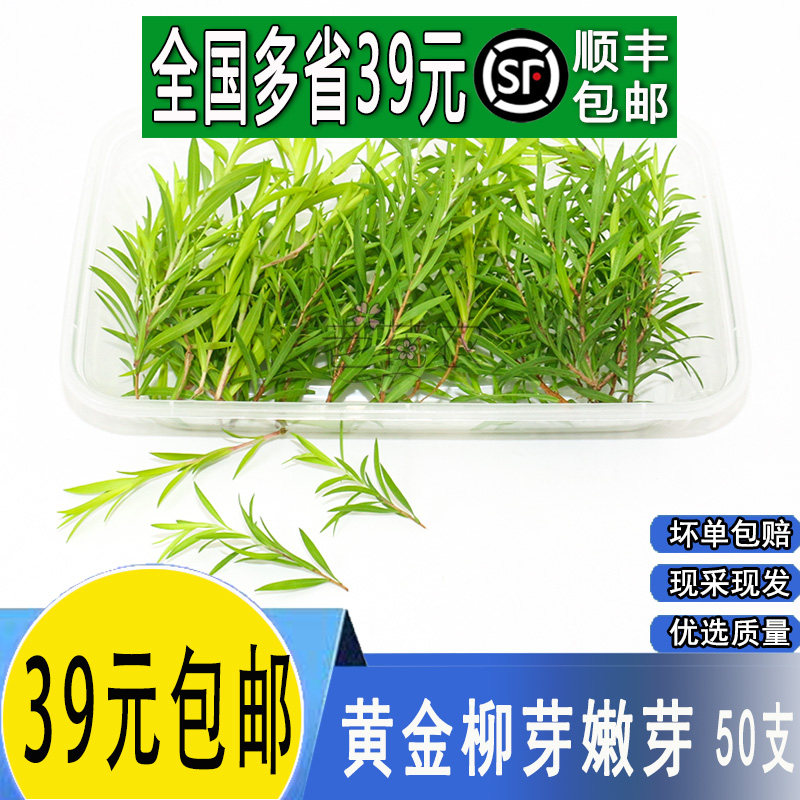 【24小时发货】新鲜黄金柳芽嫩芽黄金银柳芽烘焙蛋糕摆盘装饰花草