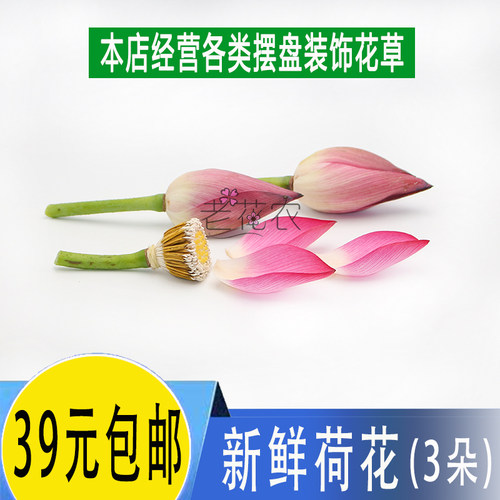 新鲜荷花花瓣摆盘装饰点缀