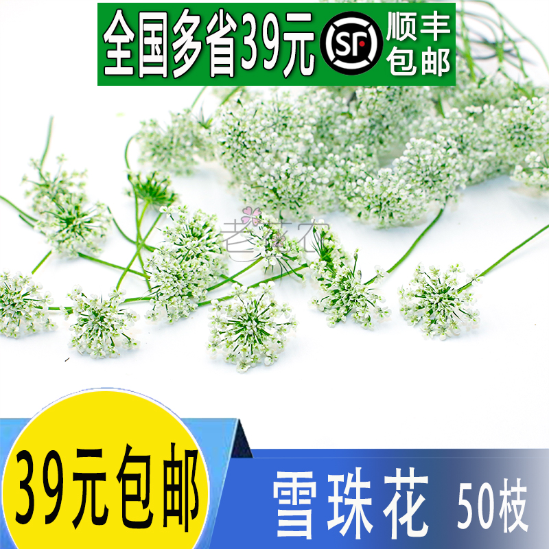 新鲜雪珠花鲜花草烘焙花草