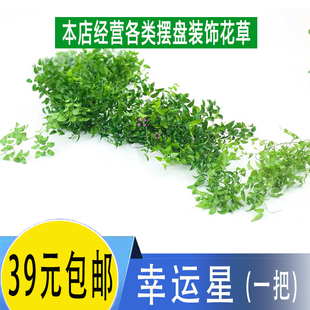 新鲜 幸运星 幸运草 阔叶舞竹 一把摆盘酒店饭店西餐摆菜盘装饰