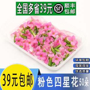 新鲜繁星花 粉色四星花 酒店西餐摆盘装饰鲜花 非山蒜花冷艺装饰