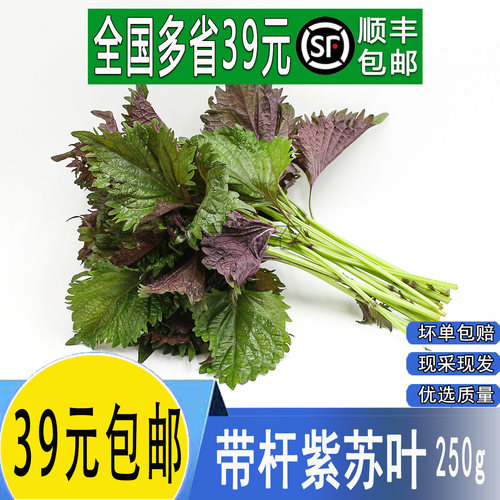 紫苏叶新鲜食用香料鱼虾蟹牛蛙等