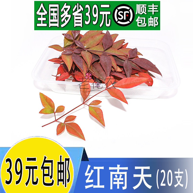 新鲜红南天竹叶日料摆盘图片