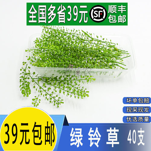 新鲜水晶草绿铃草点缀花草