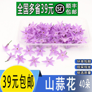 新鲜山蒜花40朵花星光璀璨花鲜花繁星花西餐日料摆盘装饰点缀