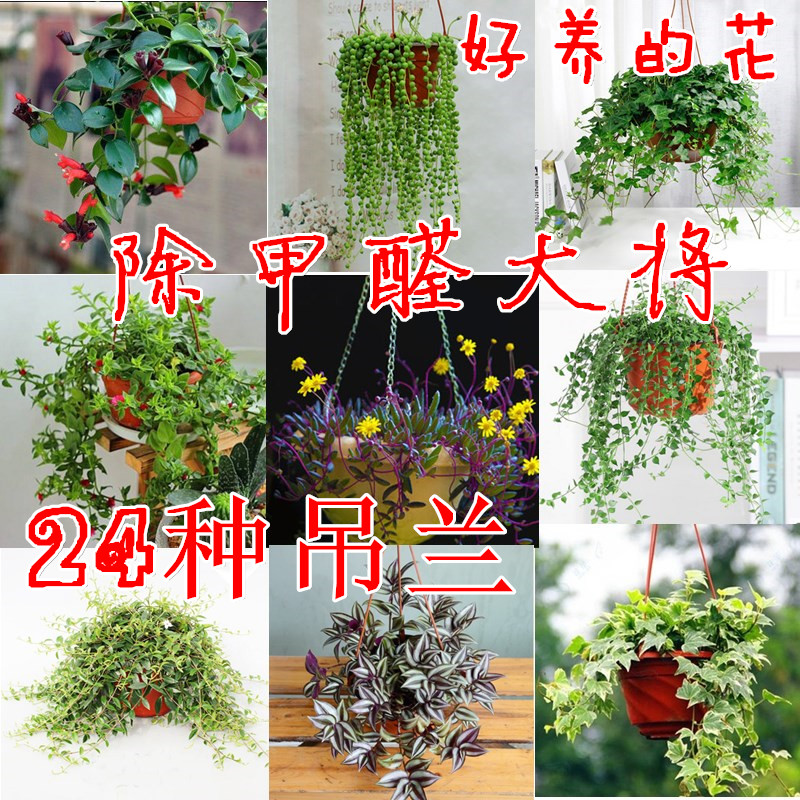 花架客厅室内悬挂垂吊兰金鱼牡丹