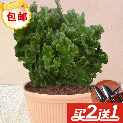 彩麒麟植物盆栽玉麒麟龙骨 五指山麒麟掌仙人掌绿植花卉
