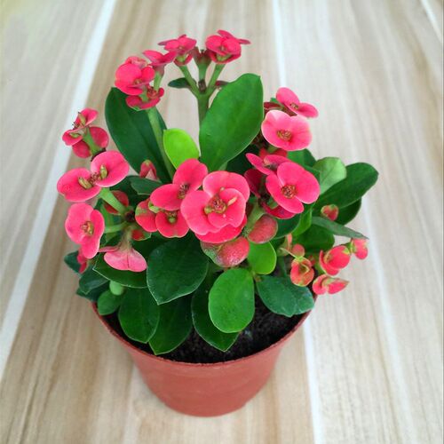 铁海棠带花庭院客厅虎刺梅包邮