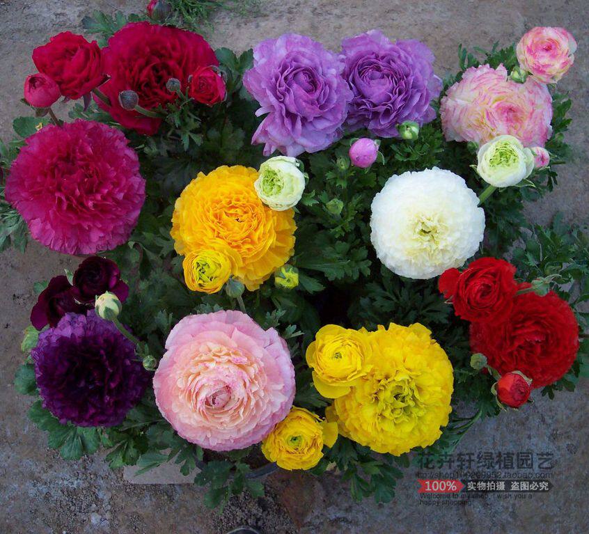 芹叶牡丹带花苗室内盆栽花毛茛四季开花洋牡丹庭院花卉绿植鲜花