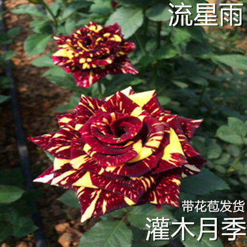 流星雨灌木月季花苗大花条纹香水盆栽庭院切花玫瑰四季开花带花苞