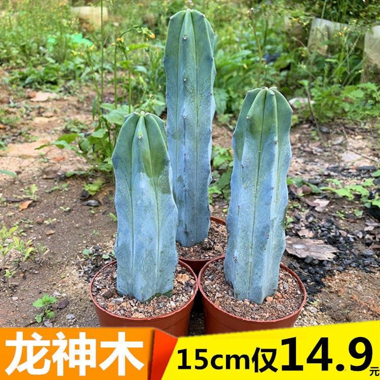 龙神木仙人柱量天尺室内防辐射仙人掌仙人球好养绿植花卉盆栽多肉
