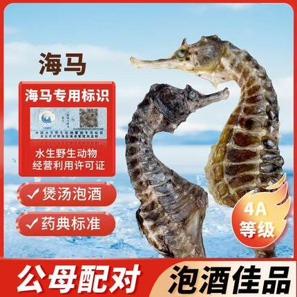 海马干货正品溯源大海马公母配对滋补煲汤泡酒料儿童汤包海龙礼盒