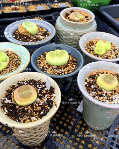 肉锥拉登SH1200多肉植物2年超大型飞碟体型番杏绿植盆栽花卉上新