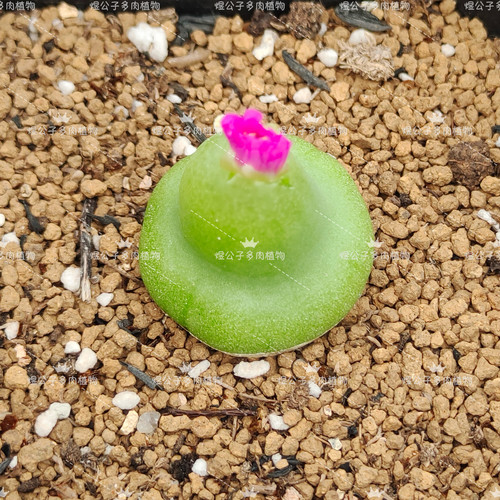 肉锥大葫芦TJ62多肉植物园艺种正宗正版番杏绿植盆栽花卉