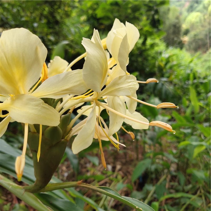 良种野姜花苗姜花种头野姜花蝴蝶桌面绿植