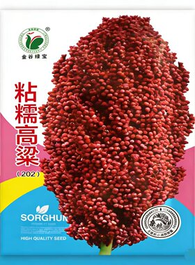 粘糯高粱种子杂交高粱种子矮杆高粱抗旱高酿酒高粱籽甜高粱春季播