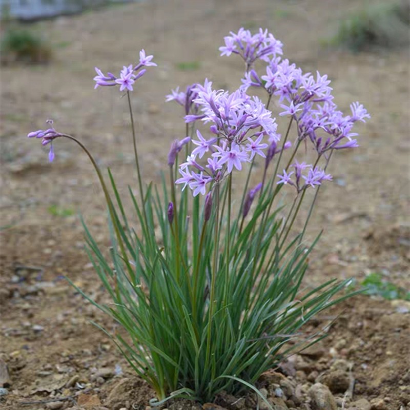 常绿好看易养 紫娇花苗 紫娇花韭菜花洋韭 金边洋韭菜宿根花卉 鲜花速递/花卉仿真/绿植园艺 时令草本花卉 原图主图