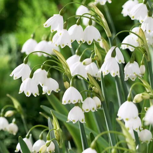 2025年11月发货 荷兰进口雪片莲【种球】秋植早春开花多年生地栽