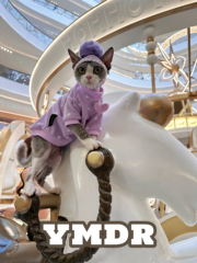 YMDR德文帽子猫咪衣服秋冬薄绒无毛猫衣服德文衣服可爱波点球球帽