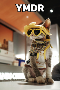 YMDR德文猫无毛猫夏季可爱姜黄色遮阳帽 纯棉吊带 复古格子口水巾